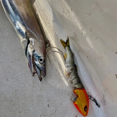 タチウオの釣果