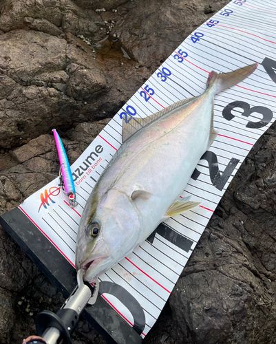 シオの釣果