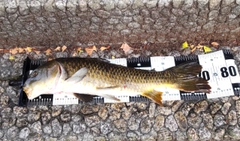 コイの釣果
