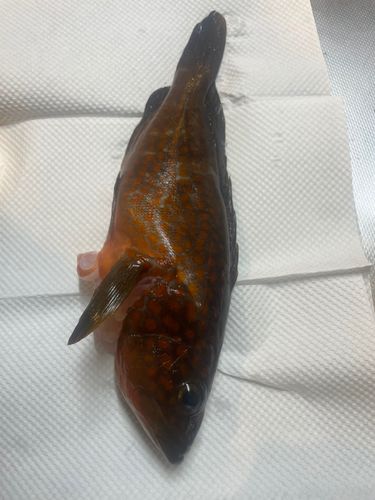 伊方