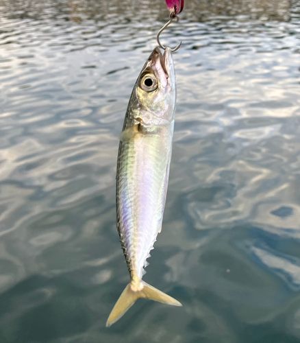 サバの釣果