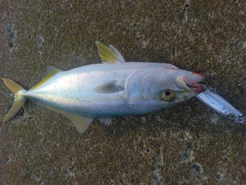 橘湾
