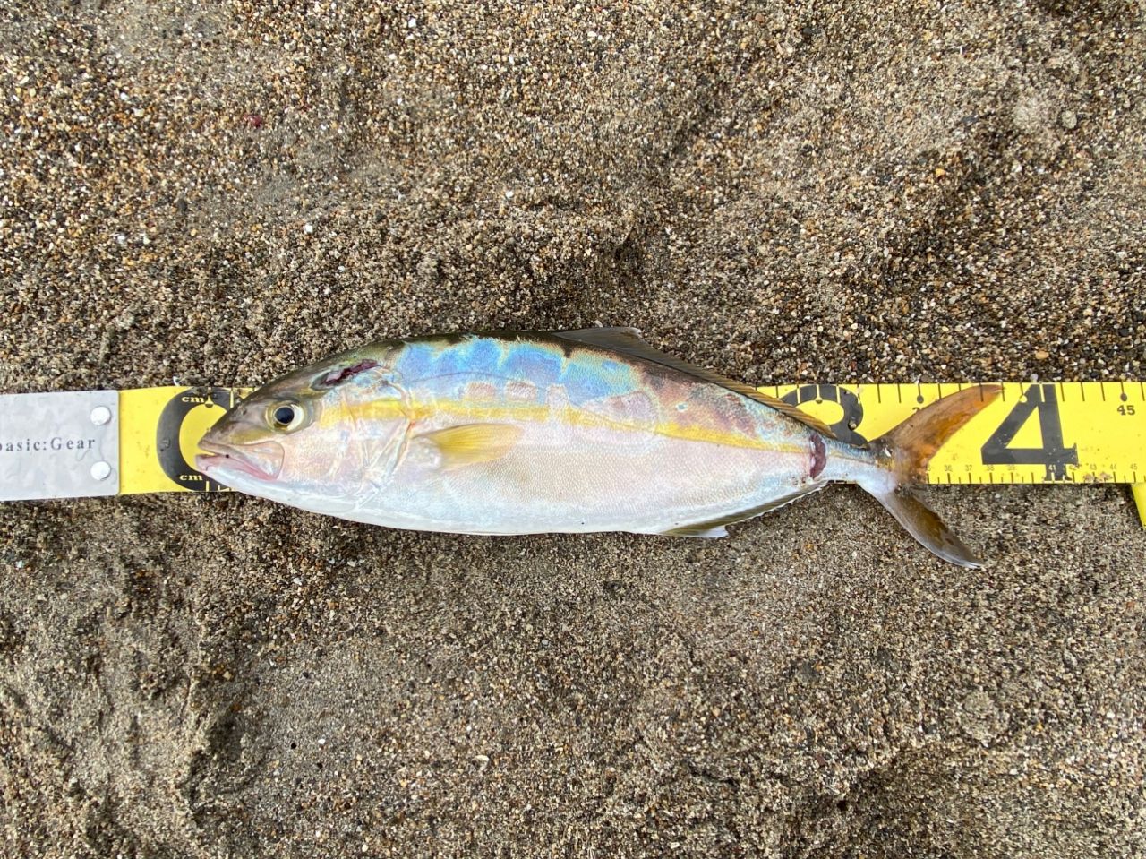 ショゴ