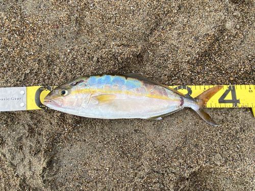 ショゴの釣果