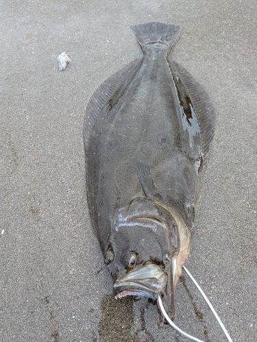 ヒラメの釣果