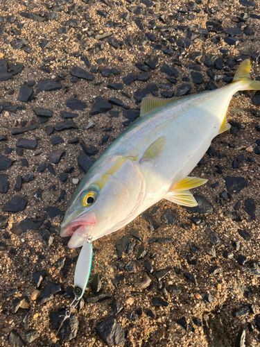 ツバスの釣果