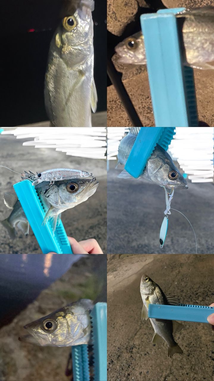 ツバス