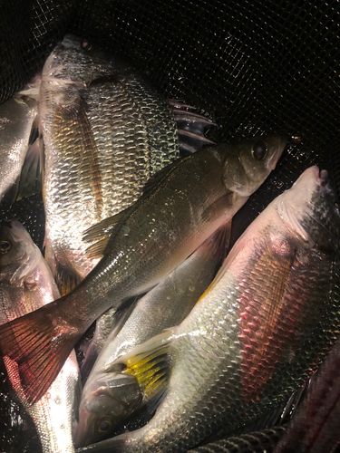 尾鷲湾