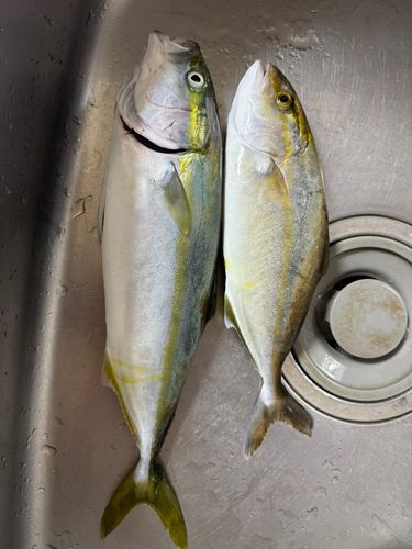 ハマチの釣果