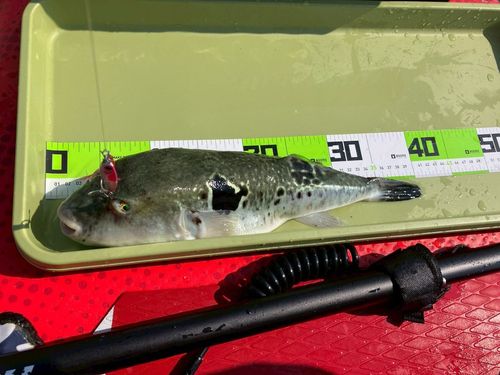 トラフグの釣果