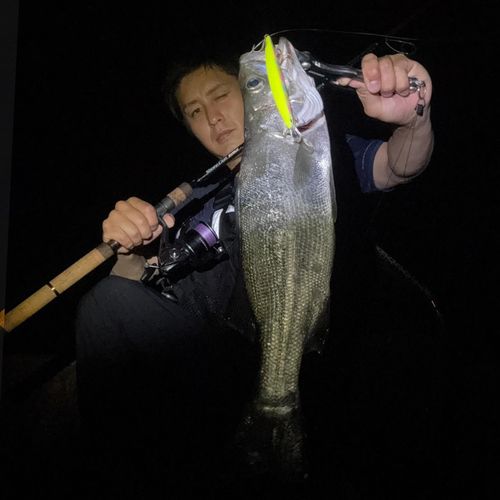 スズキの釣果