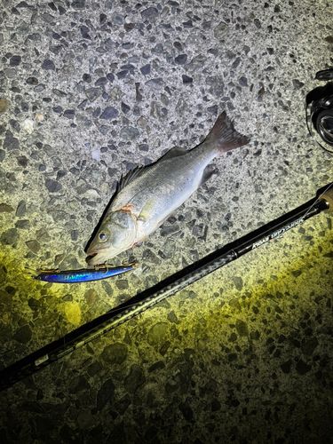 セイゴ（ヒラスズキ）の釣果