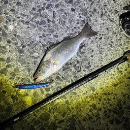 セイゴ（ヒラスズキ）