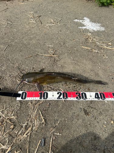 アメリカナマズの釣果