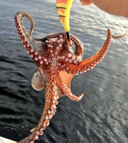 タコの釣果