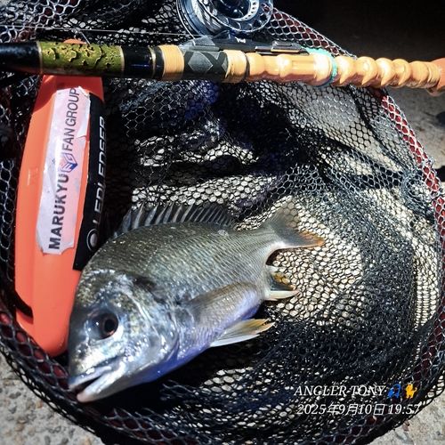 キビレの釣果