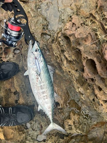 ハガツオの釣果