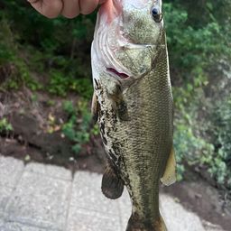 ブラックバス