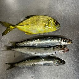 イワシ