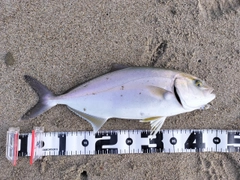 ショゴの釣果
