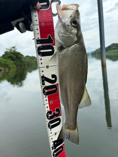 川内川下流