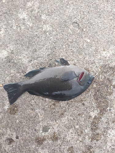 グレの釣果