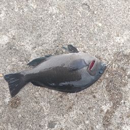 グレ