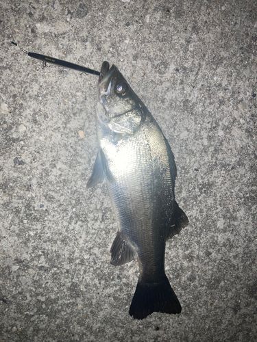 境水道