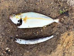 ショゴの釣果