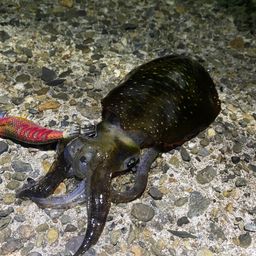 アオリイカ