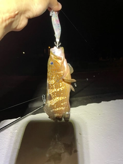 キジハタの釣果