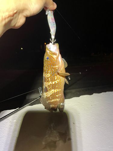 キジハタの釣果