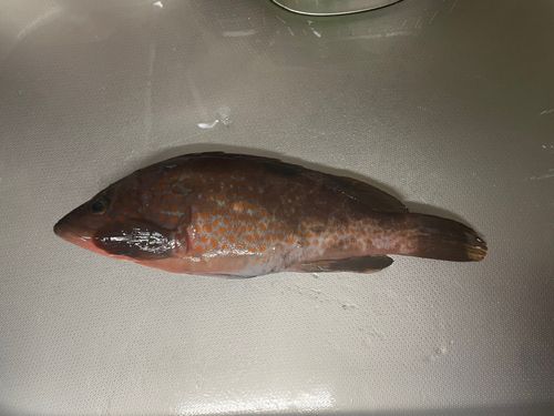 キジハタの釣果