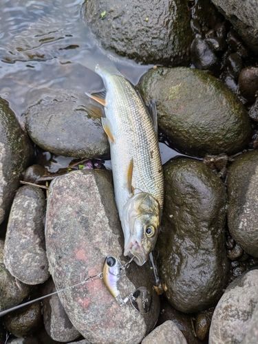 ウグイの釣果