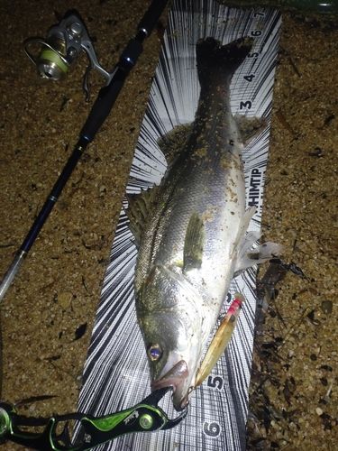 シーバスの釣果