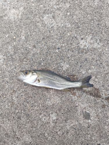 セイゴ（マルスズキ）の釣果