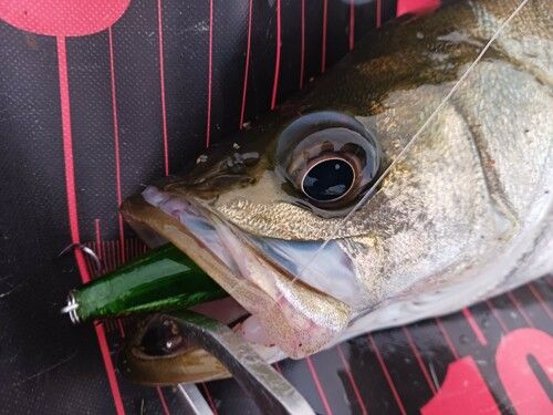シーバスの釣果