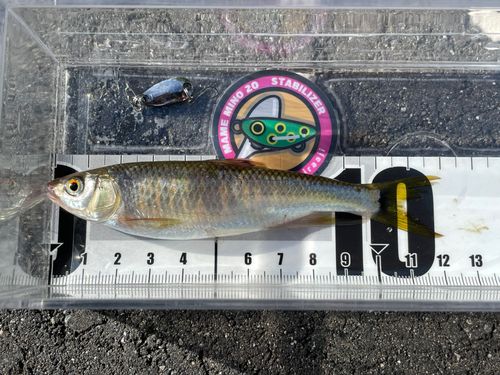 オイカワの釣果