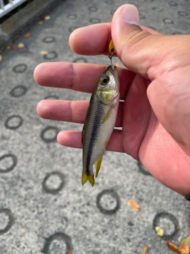 カワムツの釣果