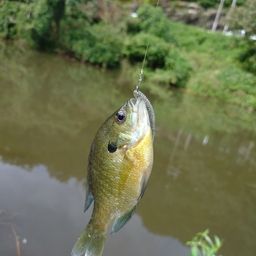 ブルーギル