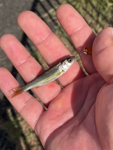 ウグイの釣果