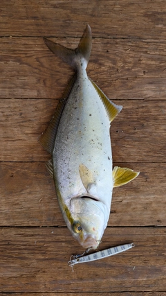 カンパチの釣果