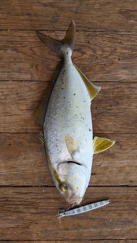 カンパチの釣果
