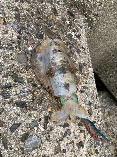 豊浜漁港