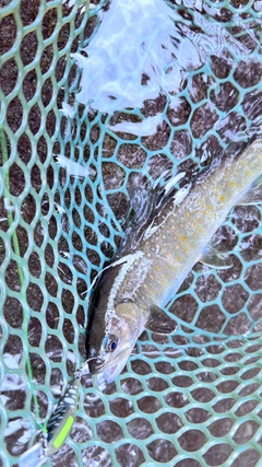 イワナの釣果