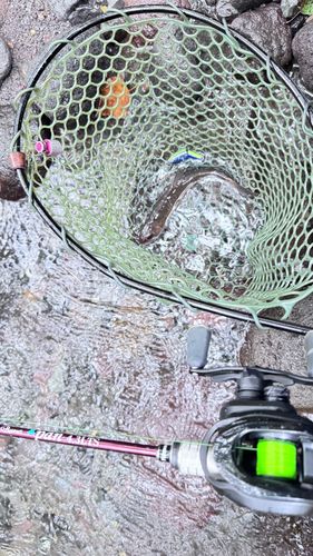 ヤマトイワナの釣果