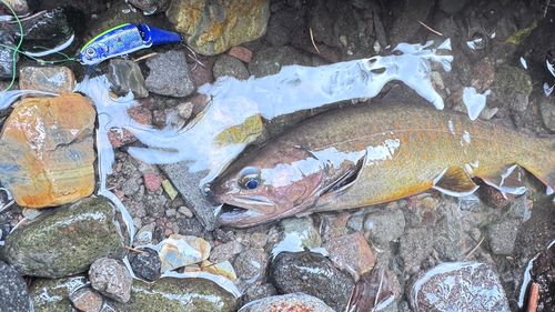 ヤマトイワナの釣果