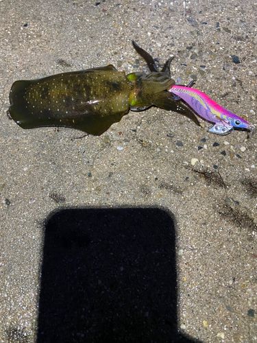 アオリイカの釣果