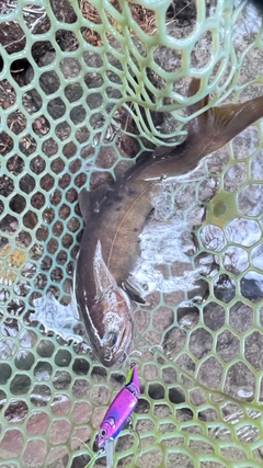 ヤマトイワナの釣果