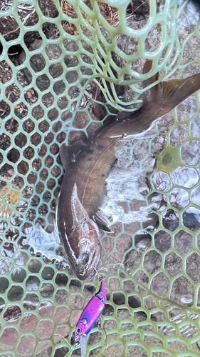 ヤマトイワナの釣果